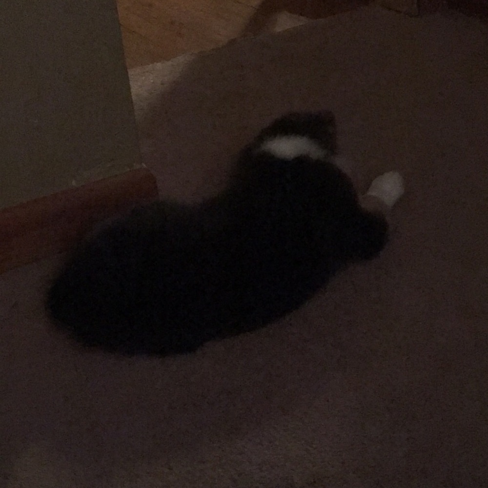 Meet your Posher, David